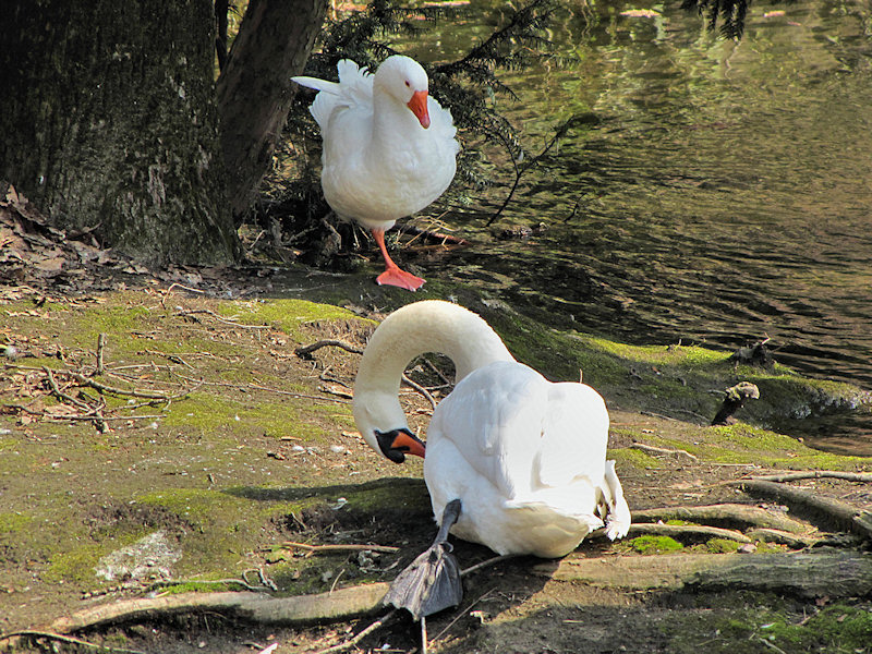 Cigni al parco